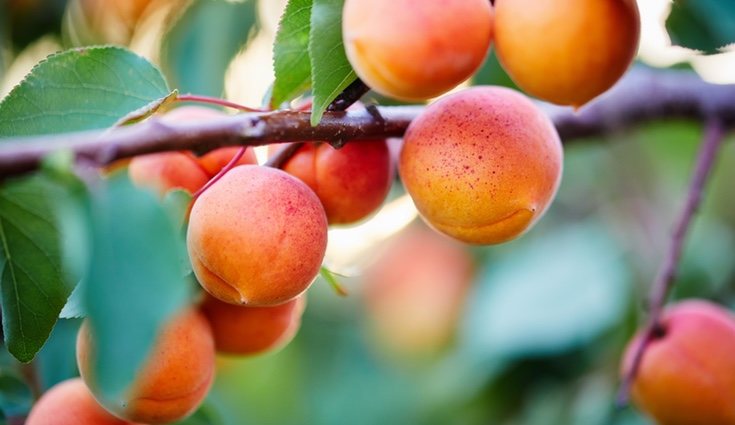 El albaricoque tiene un alto contenido de vitamina A