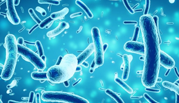 Algunos necesitan refrigeración para su conservación