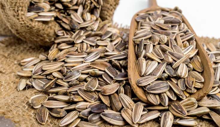 Las propiedades de las pipas son múltiples