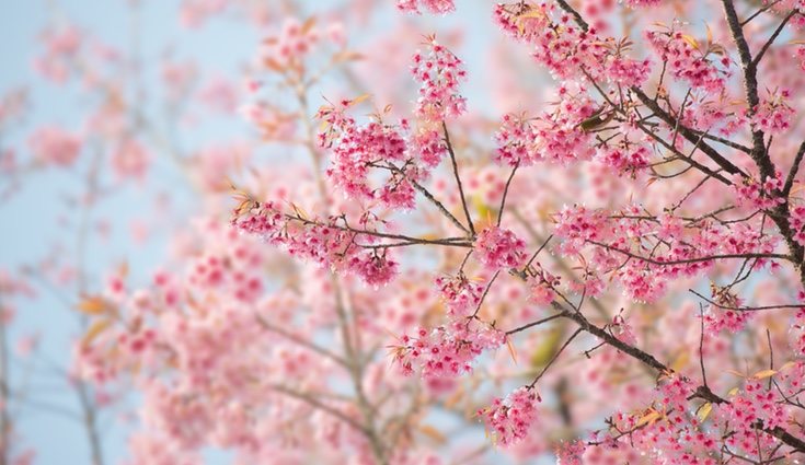 La temporada de las cerezas comienza en mayo y termina en julio