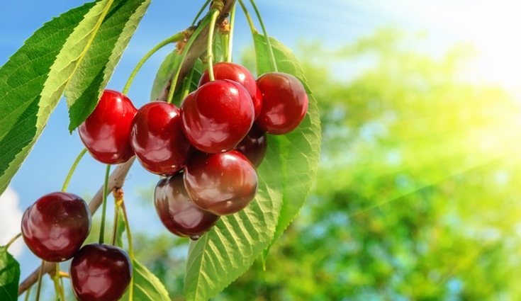 Las cerezas cuando están maduras es cuando mejor saben