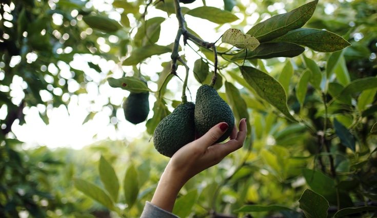Las ensaladas con aguacate tienen múltiples vitaminas para nuestro organismo