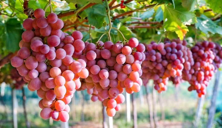 Las uvas, en todas sus variedades contienen la misma cantidad de vitamina C que los kiwis