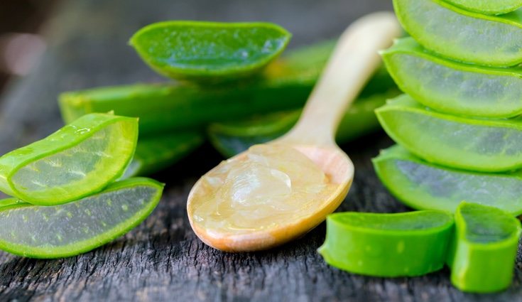 La planta del aloe vera puede acelerar el proceso de desintoxicación