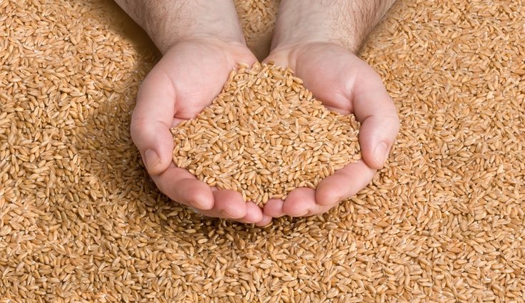 El trigo o la ceba serán los que proporcionarán la obtención de levadura de cerveza