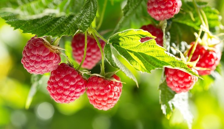 Perfectas para desintoxicar el hígado, destacando su capacidad drenante y antinflamatoria