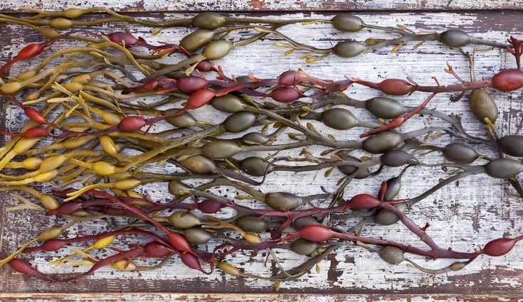 El fucus ha sido bautizada como el 'alga milagrosa', ya que ayuda a la salud