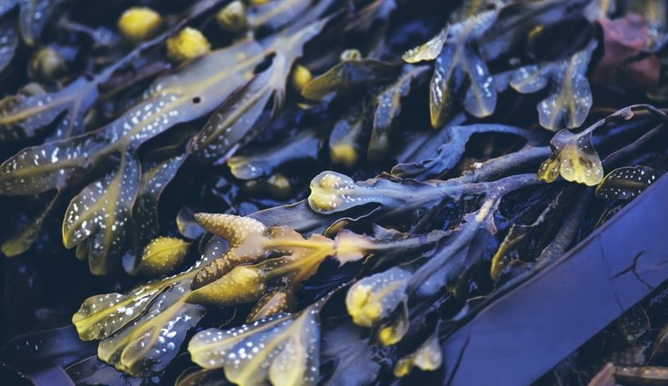 El fucus también puede ayudar a reducir la molesta y antiestética celulitis