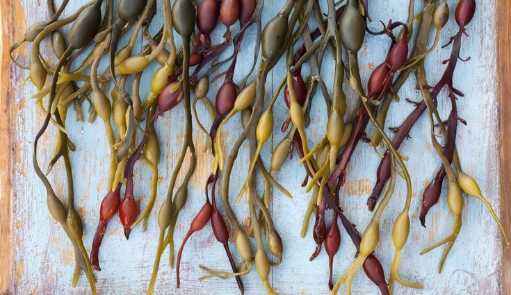 Lo ideal es tomar el fucus en tres veces al día en infusión o comprimidos