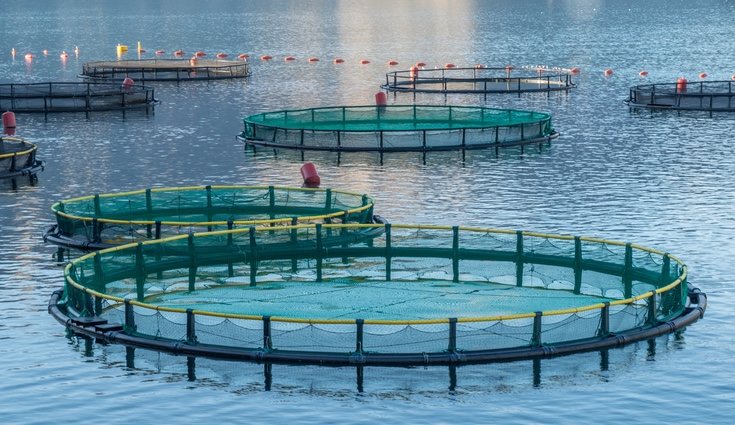Las piscifactorías son muy requeridas para la cría de truchas