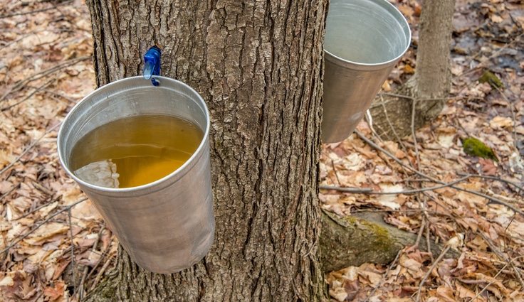 El sirope de salvia se compone de savia de arce que se extrae de los árboles de los bosques de Canadá