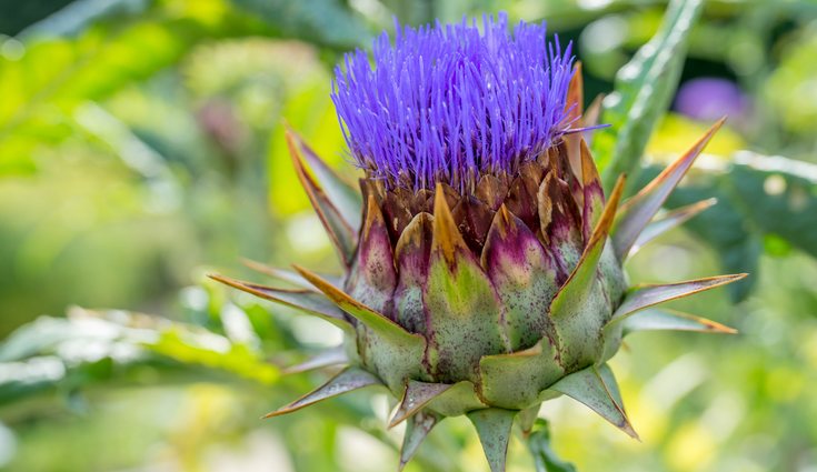 La alcachofera es la planta de donde sale la verdura de la alcachofa