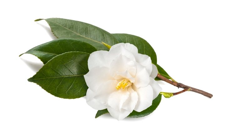 Según la forma de procesar las hojas de la planta Camellia Sinensis se obtienen diferentes tipos de té