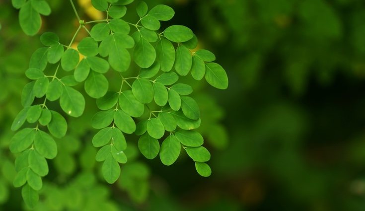 Las hojas de la moringa son la única parte comestible de la planta