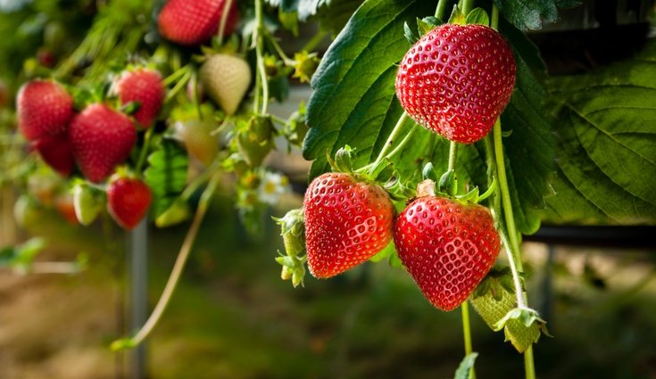 Las fresas contienen vitamina C, ácido fólico, calcio, yodo, fósoro, magnesio, hierro y potasio