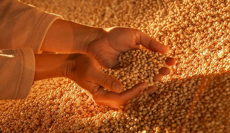 La soja favorece a aquellas personas que tienen hipertensión