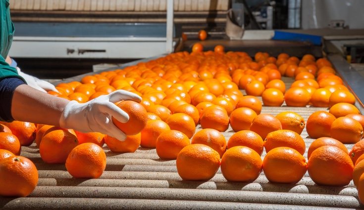 La naranja es uno de los cítricos más recurridos, sobre todo en el desayuno