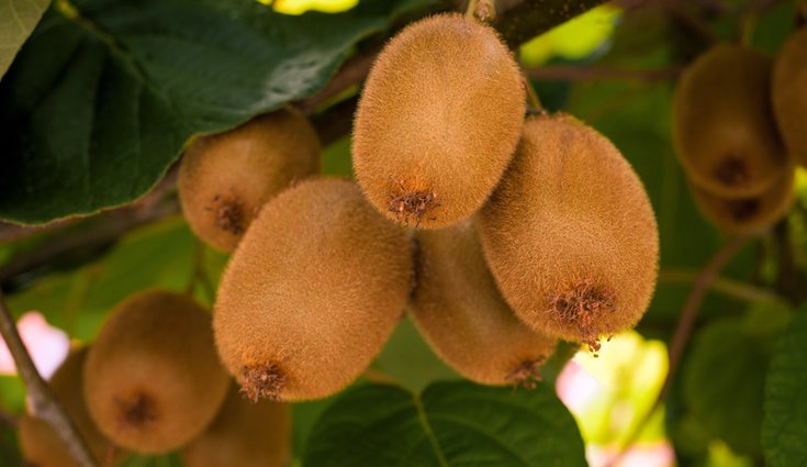 El kiwi es una de las frutas que ayuda bastante a la digestión