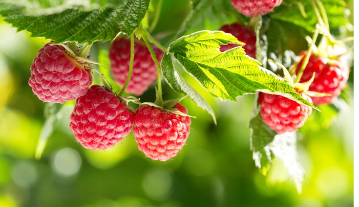 La frambuesa destaca con 6,5 gramos de fibra por cada 100 gramos