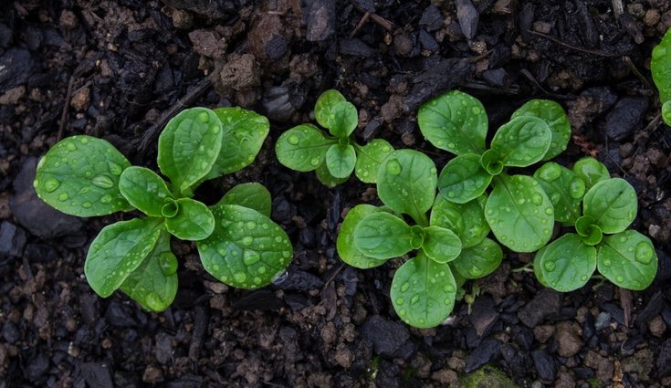 Hay muchos tipos de lechuga: iceberg, rúcula, canónigos...
