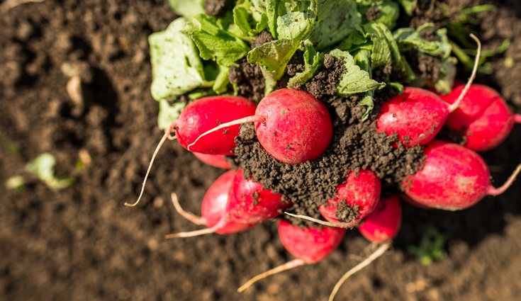 Fue muy utilizado en la cultura egipcia