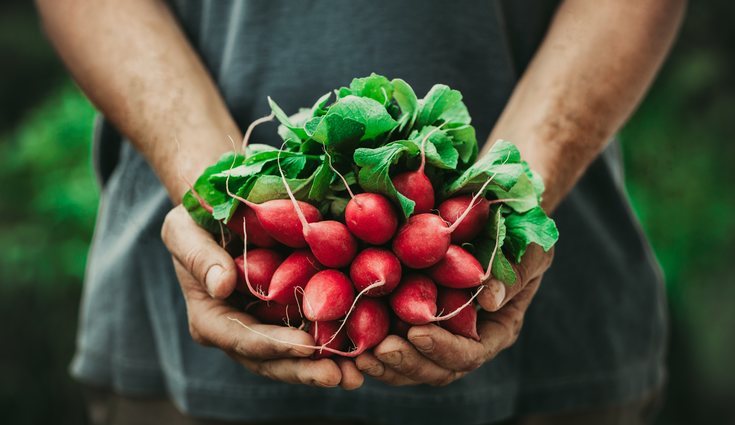 Su contenido en potasio hace que se eviten las enfermedades cardiovasculares