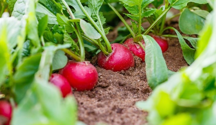 Los rábanos ayudan a mantener un peso saludable