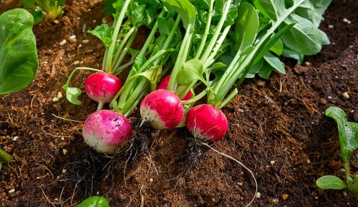 Es capaz de prevenir el cáncer en las células e incluso reducirlo