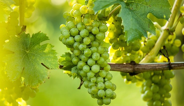Los flavonoides ayudan a la piel, a las célucas anticancerígenas y al cerebro