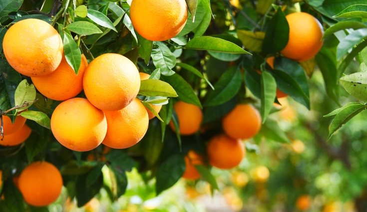 El vino, el brócoli, las naranjas o la uva son algunos de los flavonoides
