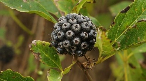 Eleuterococo, la planta medicinal contra la fatiga