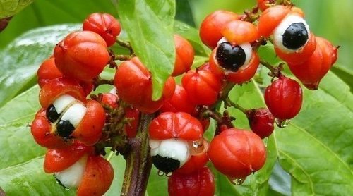 Beneficios y propiedades del guaraná
